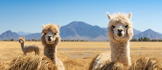 Aufkleber - A copy space image of alpacas surrounded by wheat straw with a picturesque agricultural landscape in the backdrop under a clear blue sky with distant mountains