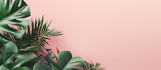 Poster - A tropical jungle with monstera leaves is featured in a flat lay on a pink pastel background The image represents a minimalistic welcome to summer concept showcasing botanical nature and green foliag