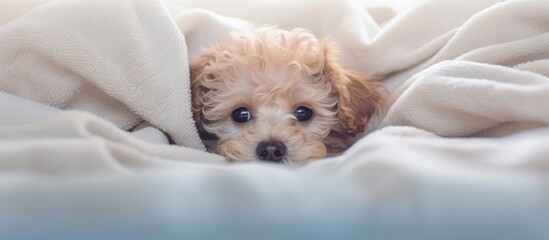 Wall Mural - A Toy Poodle puppy recently born peacefully rests beneath a crisp white blanket on a cozy bed in a home The view is from above showcasing the serene scene A copy space image