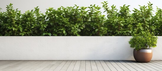 Poster - A calm corner garden terrace features a modern interior style with a white cement wall background adorned by an ivy green creeper plant The serene outdoor environment creates a natural ambiance offer