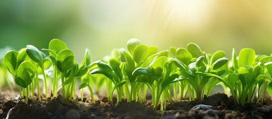 Aufkleber - organic water spinach sprouts a type of leafy vegetable grow naturally without the use of chemicals 