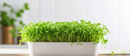 Wall Mural - A horizontal banner showcasing organic arugula micro greens sprouts in a white pot placed on a wooden background Includes copy space image Emphasizes the concept of organic food and proper nutrition