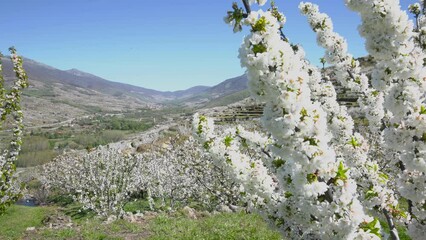 Wall Mural - Cherry tree, Jerte valley, extremadura in Spain