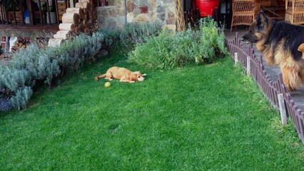 Wall Mural - A dog is laying on the grass in a yard