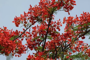 Poster - Selective focus at a stunning red flowers named Royal Poinciana, Flamboyant, Flame of the forest, or Flame Tree Scientific name: Delonix Regia. in thailand