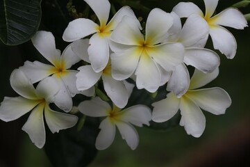 Wall Mural - white frangipani flower