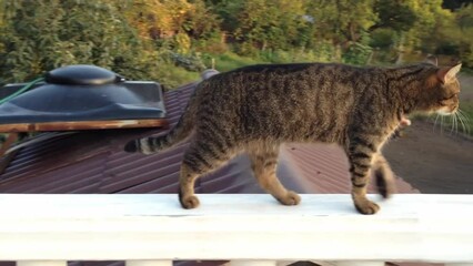 Wall Mural - A cat is sitting on a railing, looking out over a yard