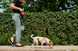 © Lazy_Bear - Dog walker and Jack Russell dog enjoy sunny day out on sidewalk. Female leads her dog at leash at street. Woman with her pet have fun at morning walking