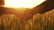 © maxximmm - handshake farmers business contract. agriculture business farm concept. handshake business contract of lifestyle two farmers close-up. handshake workers in a field with wheat at sunset