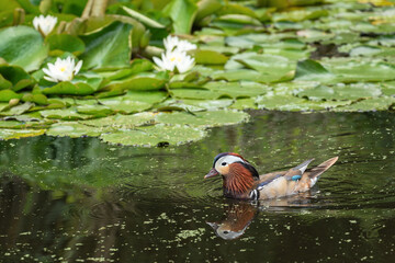 Wall Mural - An adult male mandarin duck (Aix galericulata) swims across a pond overgrown with water lilies