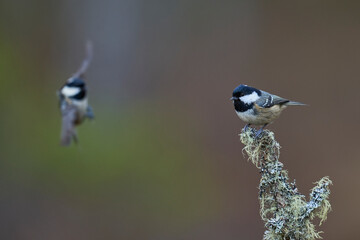 Wall Mural - Coal Tit (Periparus ater) perched on a branch in the highlands of Scotland