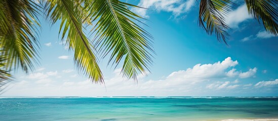 Poster - Coconut palm leaf against blue sky and beautiful beach in Punta Cana Dominican Republic Vacation holidays summer background Landscape of tropical summer beach. Creative banner. Copyspace image