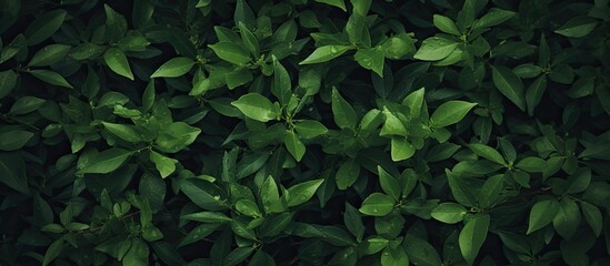 Leinwandbilder - Green bush background. Creative banner. Copyspace image