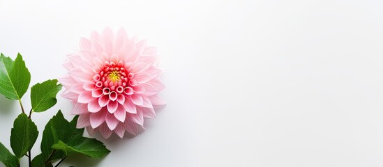 Poster - Pink Flower green leaves. Creative banner. Copyspace image