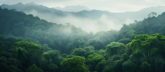 Aufkleber - aerial view of tropical rain forest at morning. Creative banner. Copyspace image