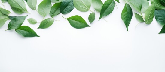 Poster - Fresh green leaves on a white background. Creative banner. Copyspace image