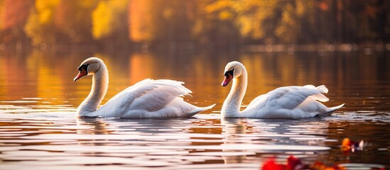 Poster - White swans on a colorful lake. Creative banner. Copyspace image