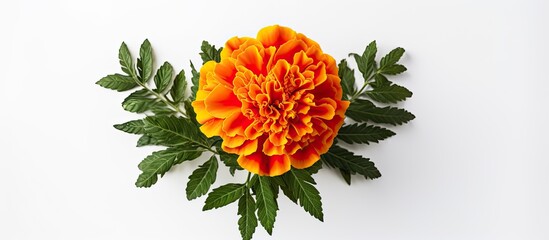 Aufkleber - Marigold flower Tagetes. Creative banner. Copyspace image