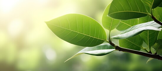Poster - Close up portrait of a leaf The walik banyan or breech banyan is a species of ficus kurzii in the Moraceae family selective focus. Creative banner. Copyspace image