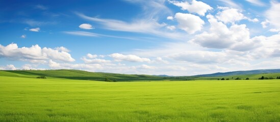 Sticker - Beautiful grass on the green field Green landscape. Creative banner. Copyspace image