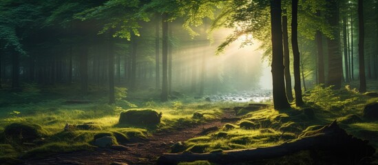 Poster - Nature Mountain Landscape Sunlight in the forest. Creative banner. Copyspace image