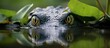 © HN Works - Alligator Peaking out from under a water lily in a Louisiana Swamp. Creative banner. Copyspace image