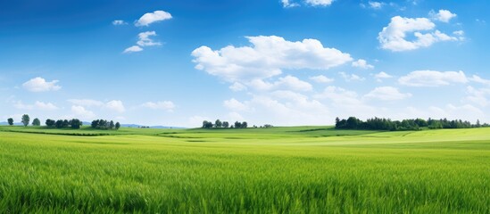 Poster - Green field forest and blue sky. Creative banner. Copyspace image