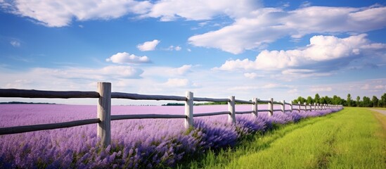 Poster - a road with a fence and a field with trees in the background and a blue sky with clouds above. Creative banner. Copyspace image