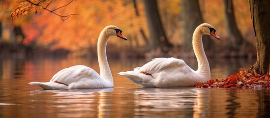 Two young swans in an autumn park. Creative banner. Copyspace image