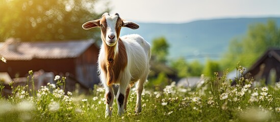 Portrait of lovely pregnant goat is scratching on green spring meadow field at village countryside. Creative banner. Copyspace image