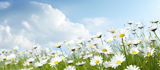 Poster - White daisies are blooming in the field. Creative banner. Copyspace image
