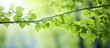 © HN Works - Young green birch leaves in spring Isolated leaves in forest with blurred background Leaves background. Creative banner. Copyspace image