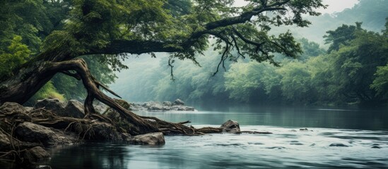 Poster - falling tree by the river. Creative banner. Copyspace image