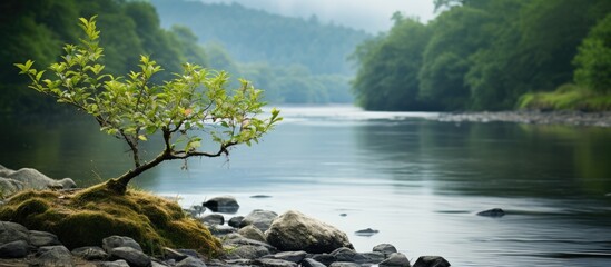 Poster - A plant in the foreground hides a small hidden beach on the river. Creative banner. Copyspace image