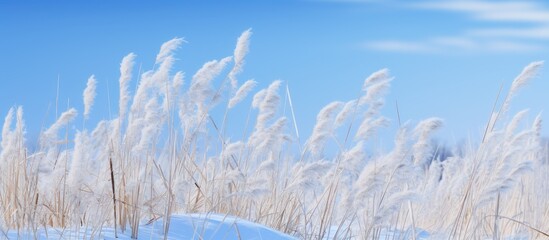 Poster - Blue blue snow and dry grass. Creative banner. Copyspace image