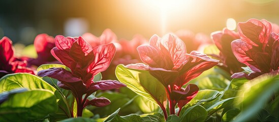 Wall Mural - red spinach flowers with sun light. Creative banner. Copyspace image