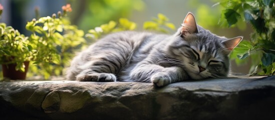 Poster - gray domestic cat is laying on stone against a background of green plants. Creative banner. Copyspace image