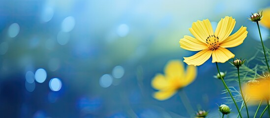 Fototapete - Yellow cosmos with blur green and blue abstract spring flower background. Creative banner. Copyspace image