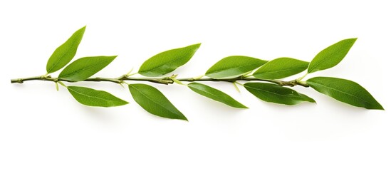 Aufkleber - Green tea leaf isolated on white background. Creative banner. Copyspace image