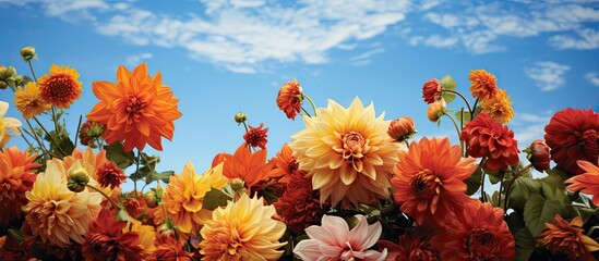 Leinwandbilder - Beautiful bouquet with orange dahlias decoration from the garden blue sky. Creative banner. Copyspace image
