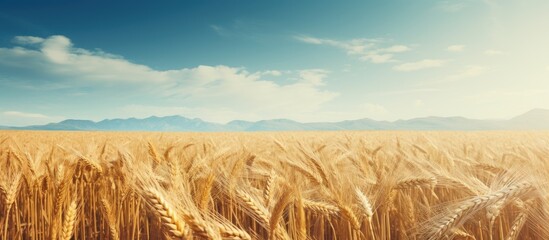 Wall Mural - Wheat Background. Creative banner. Copyspace image