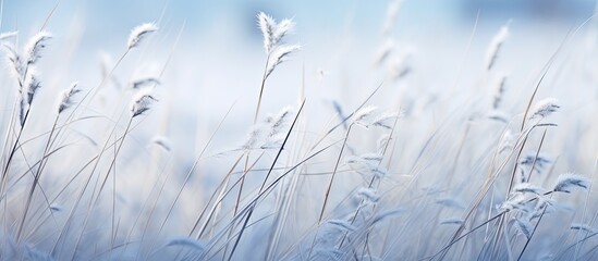 Poster - Blue blue snow and dry grass. Creative banner. Copyspace image