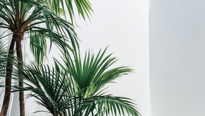 Wall Mural - creative layout of colorful palm leaves on a white background in the rays of the sun, with shadows. 