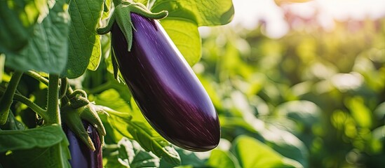 Poster - Eggplant Growing in Garden Close up of whole vegetable. Creative banner. Copyspace image
