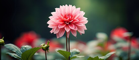 Aufkleber - Beautiful white flower in the garden. Creative banner. Copyspace image