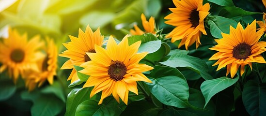 Poster - sun flowers with green leafs. Creative banner. Copyspace image