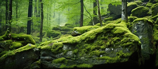 Poster - moss growing on a mountain rock in the forest. Creative banner. Copyspace image