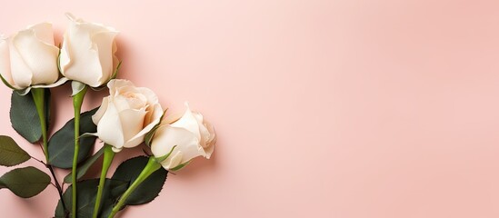 Poster - Blank white paper bouquet of light beautiful cream roses on pastel pink background Festive flower composition Top view flat lay. Creative banner. Copyspace image