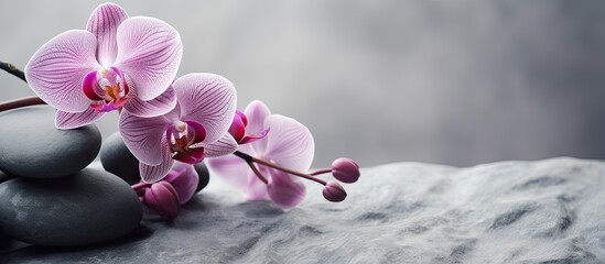 Aufkleber - single beautiful orchid on stones background. Creative banner. Copyspace image