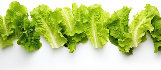 Poster - Fresh Green Lettuce isolated on a white background. Creative banner. Copyspace image